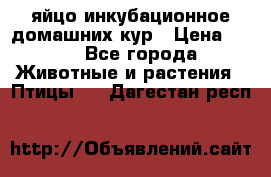 яйцо инкубационное домашних кур › Цена ­ 25 - Все города Животные и растения » Птицы   . Дагестан респ.